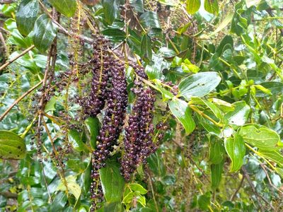 Coriaria arborea, photographed by John Barkla