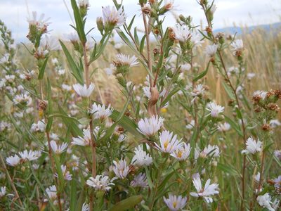 Symphyotrichum ascendens, photographed by Matt Lavin
