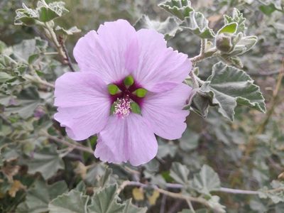 Malva subovata, photographed by Yamil J.R