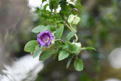 Cobaea scandens, photographed by Trevor Van Loon