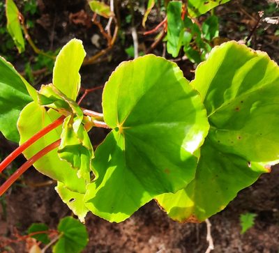 Begonia multinervia, photographed by Guillermo J. Fadul R.