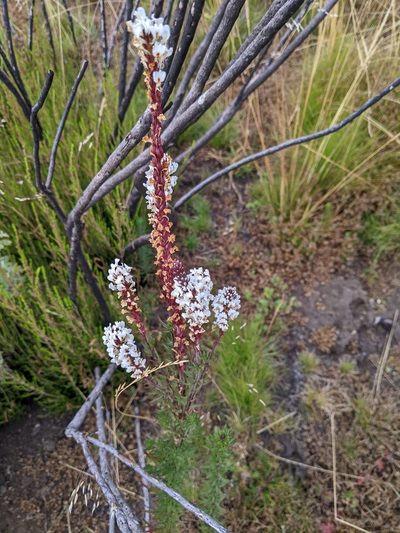 Hebenstretia angolensis, photographed by Elliot Kulakow