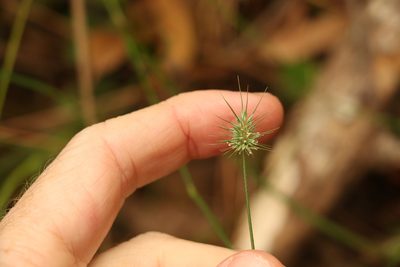 Echinopogon ovatus, photographed by Greg Tasney