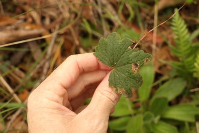 Hydrocotyle laxiflora, photographed by Greg Tasney