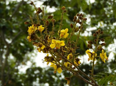 Cenostigma eriostachys, photographed by Francisco Farriols Sarabia