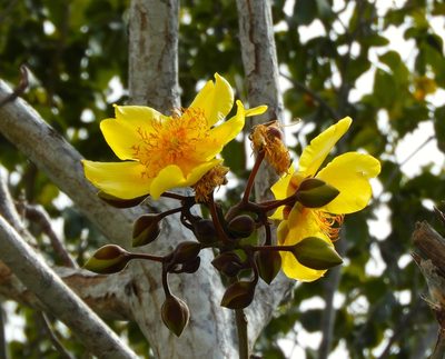 Cochlospermum vitifolium, photographed by Francisco Farriols Sarabia