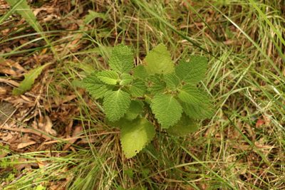 Coleus graveolens