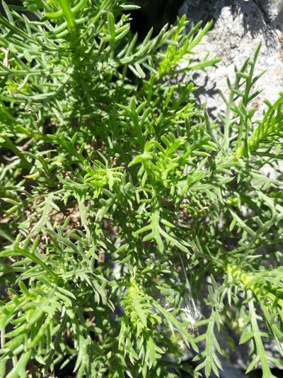 Senecio ventanensis, photographed by Mateo Cocimano