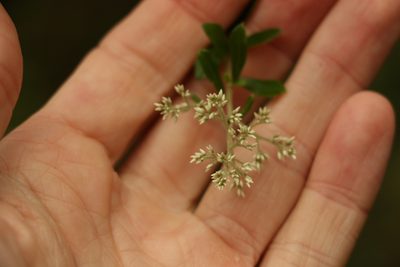 Cassinia subtropica, photographed by Greg Tasney