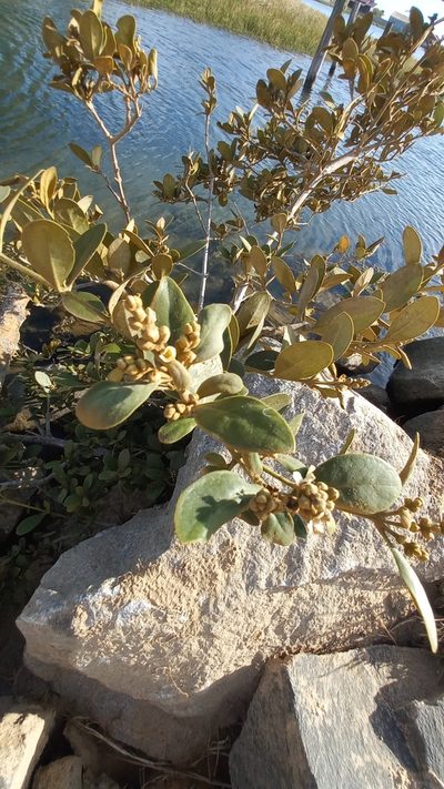 Avicennia schaueriana, photographed by JG