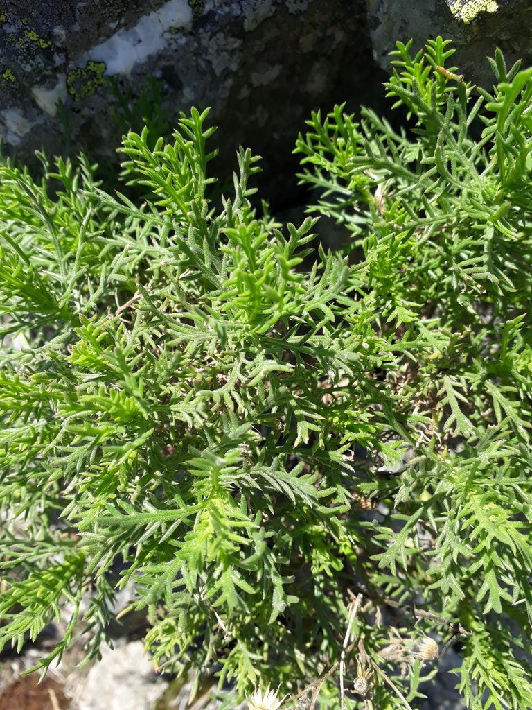 Senecio ventanensis, photographed by Mateo Cocimano