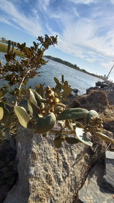 Avicennia schaueriana, photographed by JG