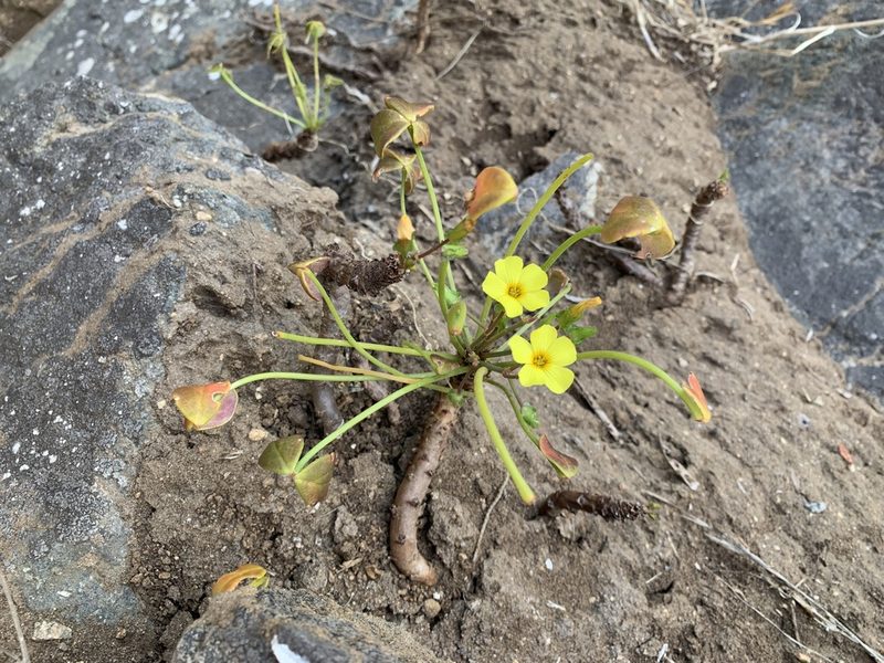 Oxalis mirbelii, photographed by nitsuga74