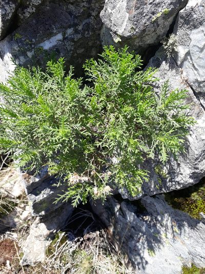 Senecio ventanensis, photographed by Mateo Cocimano