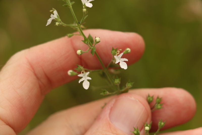 Teucrium corymbosum, photographed by Greg Tasney