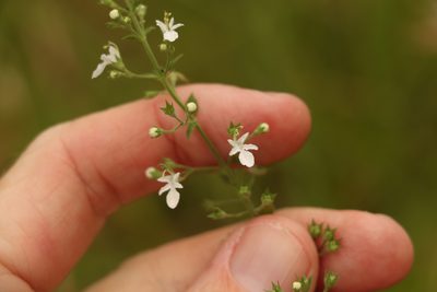 Teucrium corymbosum, photographed by Greg Tasney
