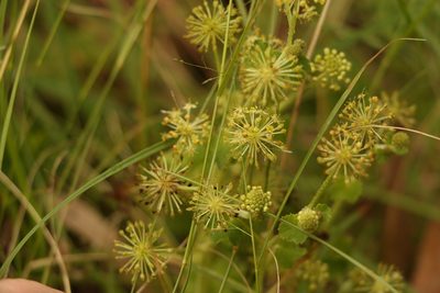 Hydrocotyle laxiflora, photographed by Greg Tasney