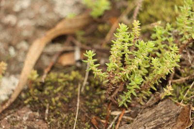 Crassula sieberiana, photographed by Greg Tasney