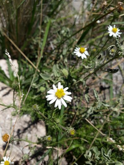 Sommerfeltia spinulosa, photographed by Mateo Cocimano