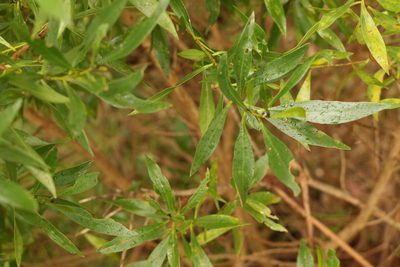 Myoporum acuminatum, photographed by Greg Tasney