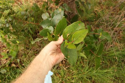 Eucalyptus banksii, photographed by Greg Tasney