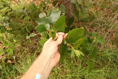 Eucalyptus banksii, photographed by Greg Tasney
