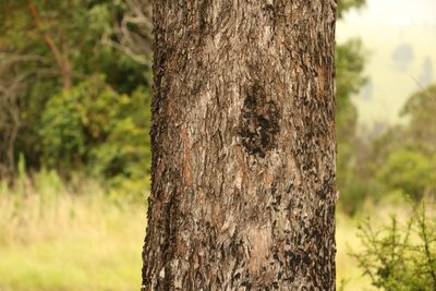 Eucalyptus banksii, photographed by Greg Tasney