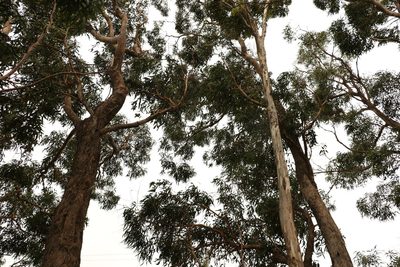 Eucalyptus banksii, photographed by Greg Tasney