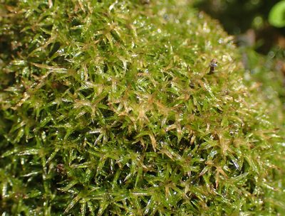 Syrrhopodon gaudichaudii, photographed by Nicola van Berkel
