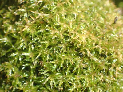 Syrrhopodon gaudichaudii, photographed by Nicola van Berkel