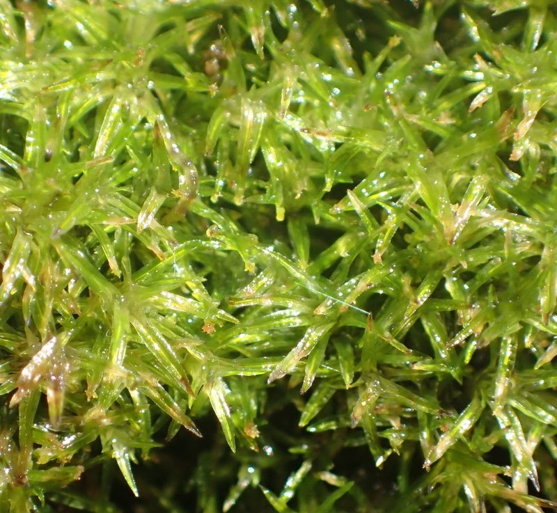 Syrrhopodon gaudichaudii, photographed by Nicola van Berkel
