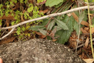 Ajuga australis, photographed by Greg Tasney