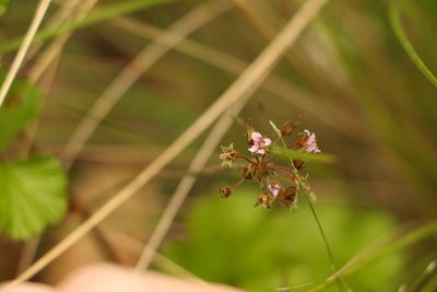 Pelargonium inodorum, photographed by Greg Tasney