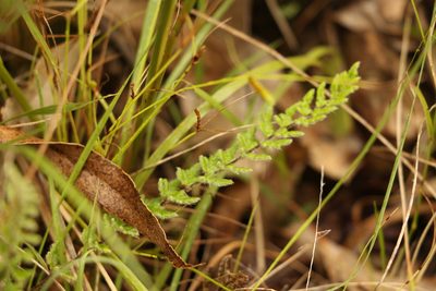 Cheilanthes distans, photographed by Greg Tasney