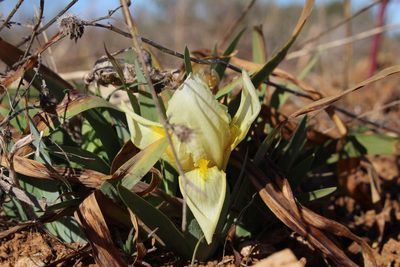 Iris lutescens, photographed by Bastien Alegot