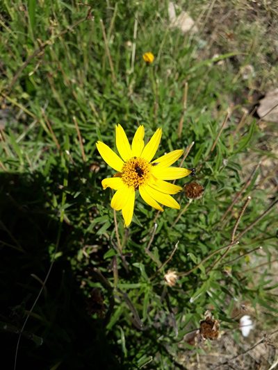 Zexmenia buphtalmiflora, photographed by Mateo Cocimano