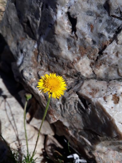 Neja pinifolia, photographed by Mateo Cocimano