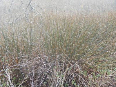 Juncus roemerianus, photographed by Ryan Watson