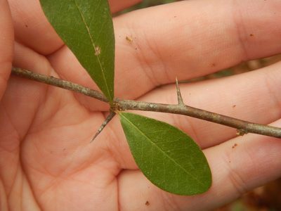 Sideroxylon tenax, photographed by Ryan Watson
