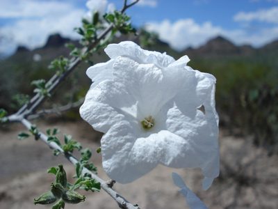 Cordia parvifolia, photographed by Alejandro Sigala Chávez