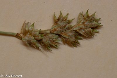 Carex adusta, photographed by lallen