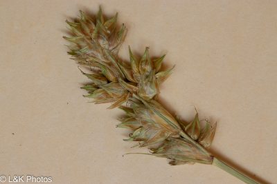Carex adusta, photographed by lallen