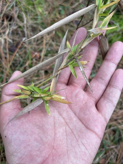 Dichanthelium scabriusculum, photographed by Brandon Corder