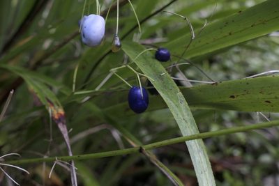 Dianella nigra, photographed by Zac Sanson