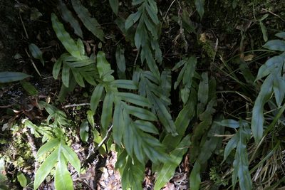 Austroblechnum colensoi, photographed by Zac Sanson