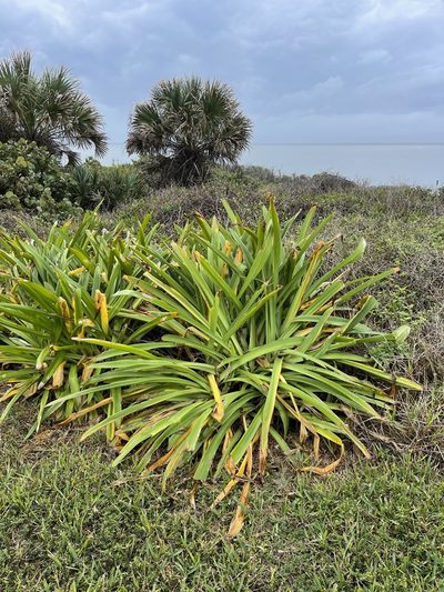 Hymenocallis latifolia, photographed by Brandon Corder