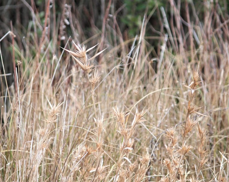 Dichanthelium scabriusculum, photographed by Ashwin Srinivasan