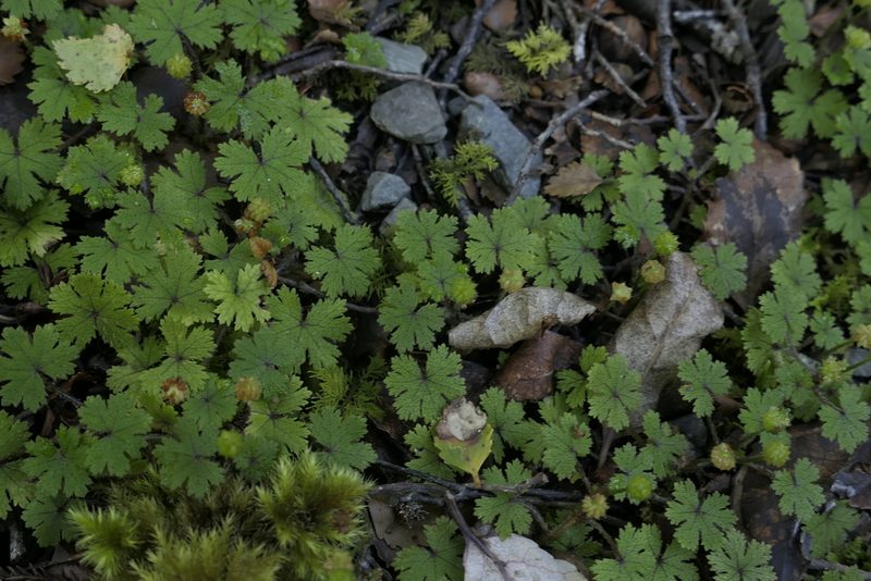 Hydrocotyle dissecta, photographed by Zac Sanson