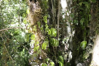 Hymenophyllum nephrophyllum, photographed by Zac Sanson