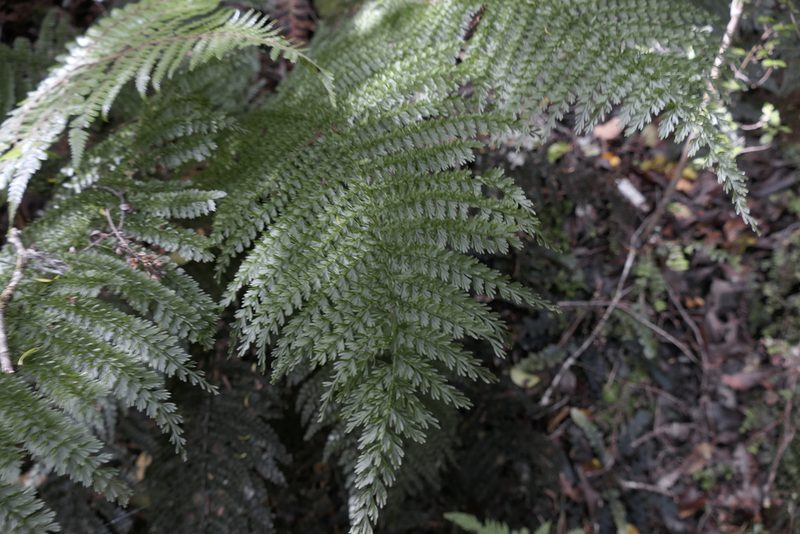 Leptopteris superba, photographed by Zac Sanson